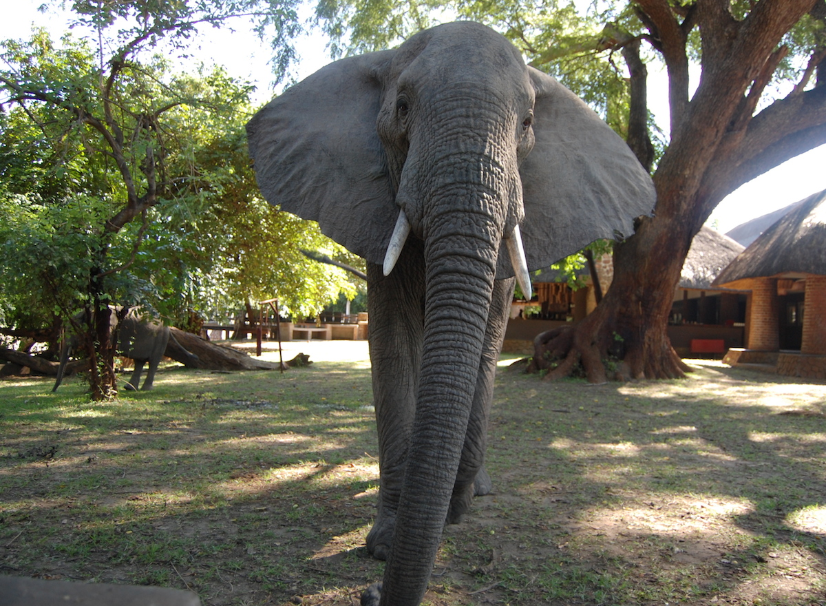 Art Safari Zambia – Elephants