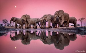 Frans Lanting Elephants