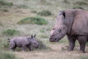 Thandi Rhino Calf